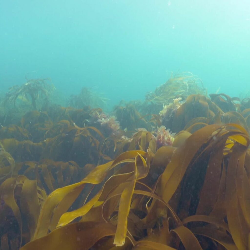 Mystères sous-marins : l’Alcide, corsaire englouti en baie de Morlaix